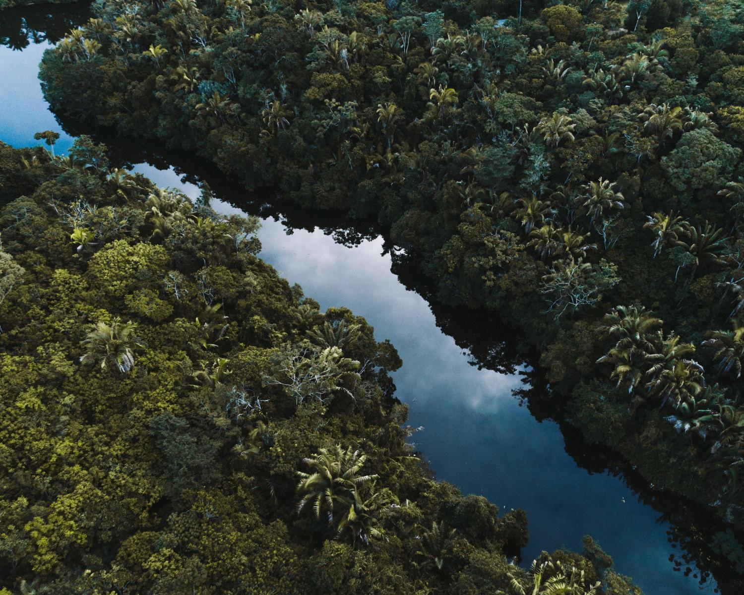deforestation